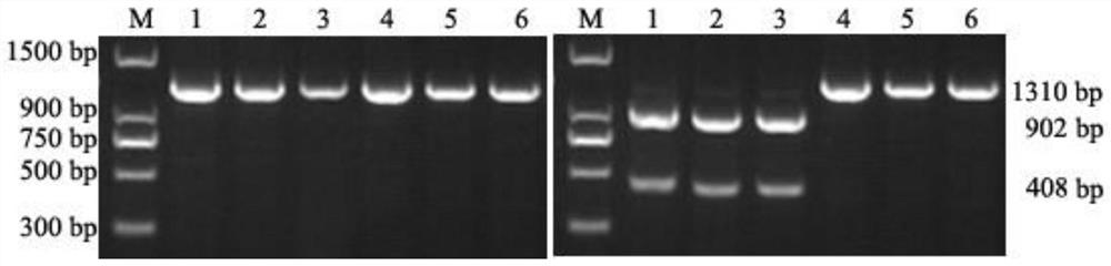 A caps marker related to wheat ear germination resistance/sensitivity and its application