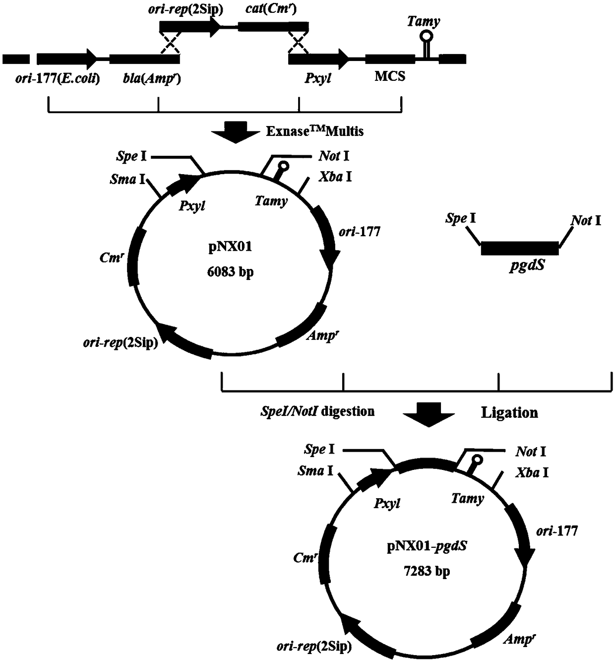 Recombinant bacillus amyloliquefaciens as well as construction method and application thereof