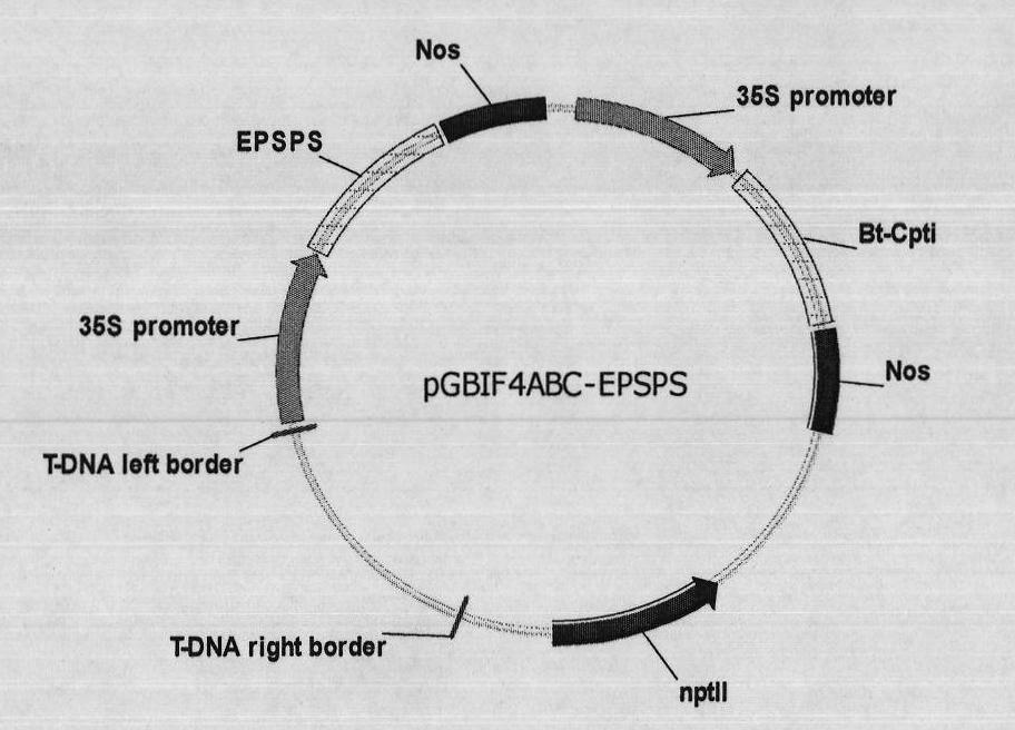 Agrobacterium rhizogenes mediated spraying decoration transgenosis method and application