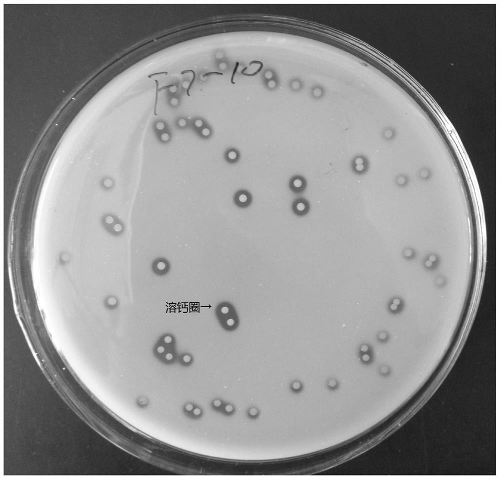 A kind of enterococcus faecalis hkf7 with lactic acid activity and its screening culture method and application