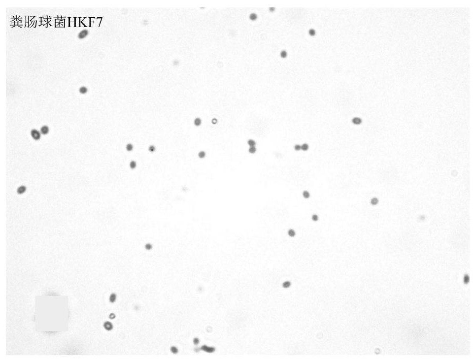 A kind of enterococcus faecalis hkf7 with lactic acid activity and its screening culture method and application