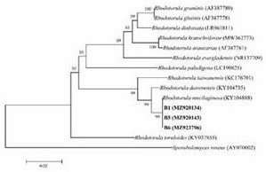 Strain as well as microecological preparation and application thereof