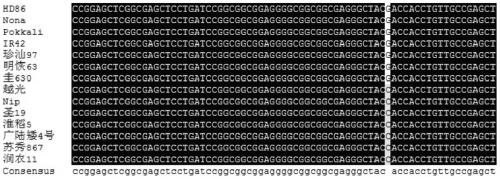 Molecular marker primer for rapidly and efficiently identifying rice salt tolerant gene SKC1 and application