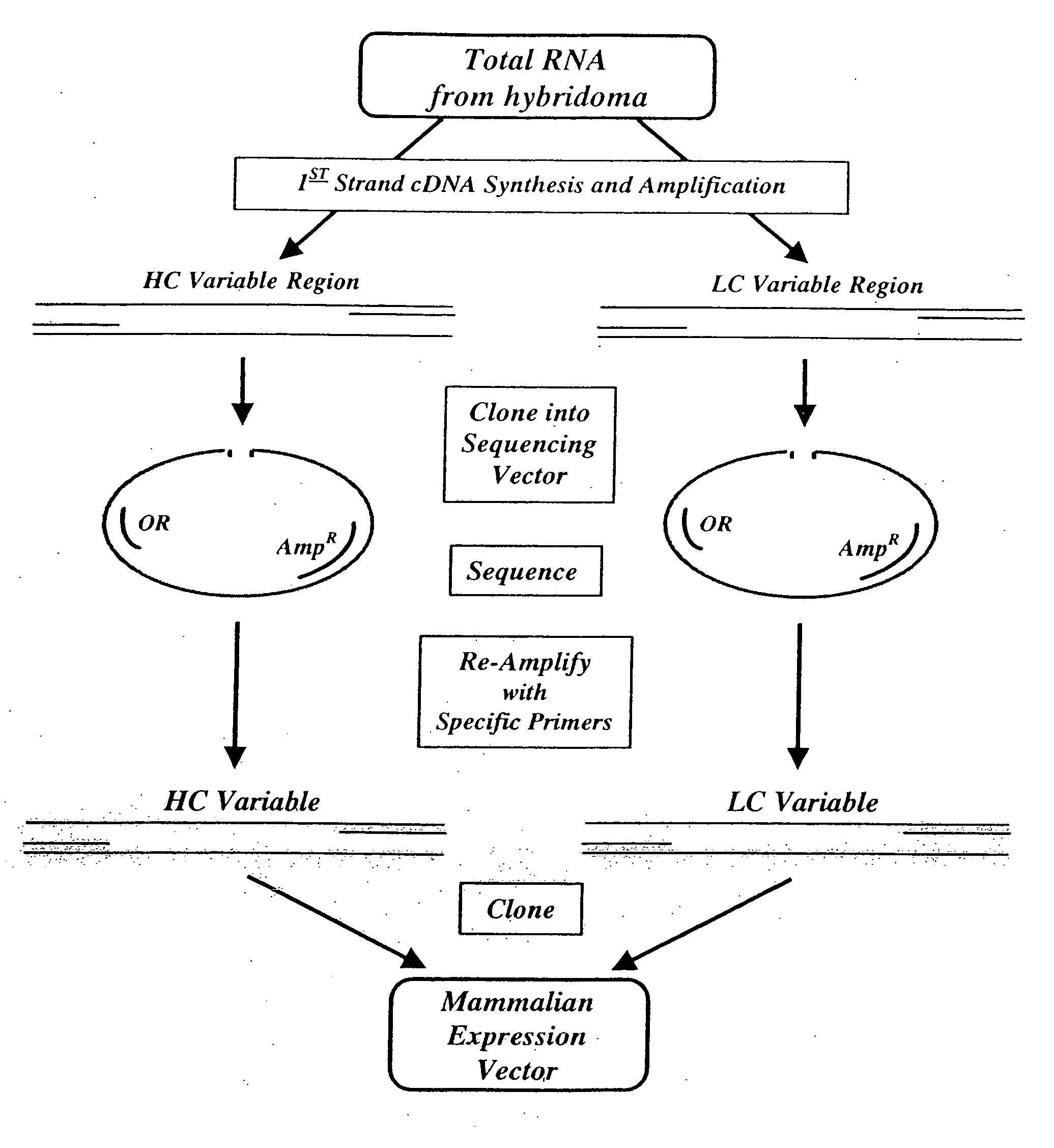 Multifunctional monoclonal antibodies directed to peptidoglycan of gram-positive bacteria