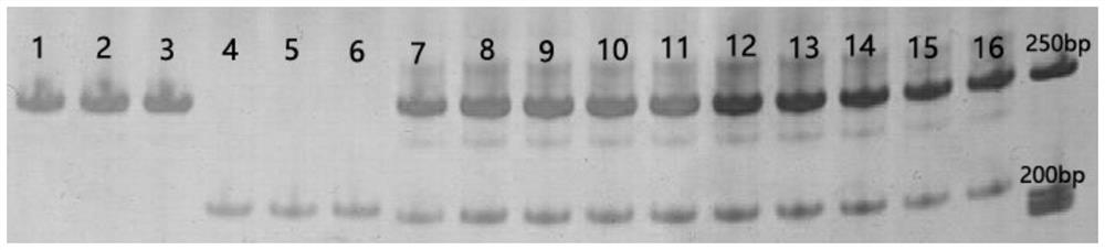 Microsatellite primers, kits and identification methods for identifying Tridacna safranatum, Tridacna scales and their hybrid offspring