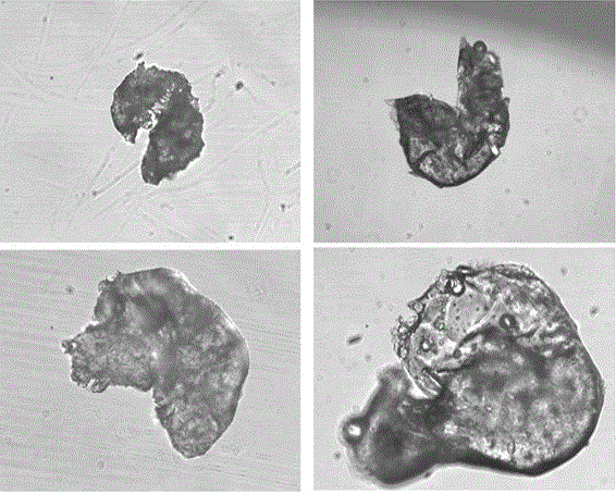 A kind of hollow open gelatin cell microcarrier and its preparation method and application