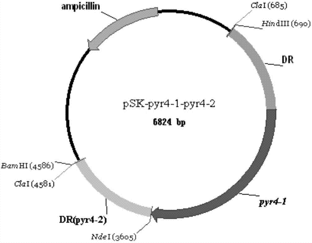 Method for preparing recombinant-penicillium amagasakiense glucose oxidase and application of recombinant-penicillium amagasakiense glucose oxidase