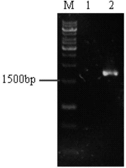 Method for preparing recombinant-penicillium amagasakiense glucose oxidase and application of recombinant-penicillium amagasakiense glucose oxidase