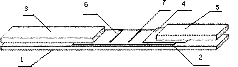 Haemophilus parasuis disease antibody detecting test strip and preparation method thereof