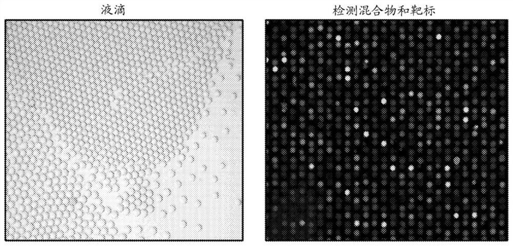 Crispr system based droplet diagnostic systems and methods