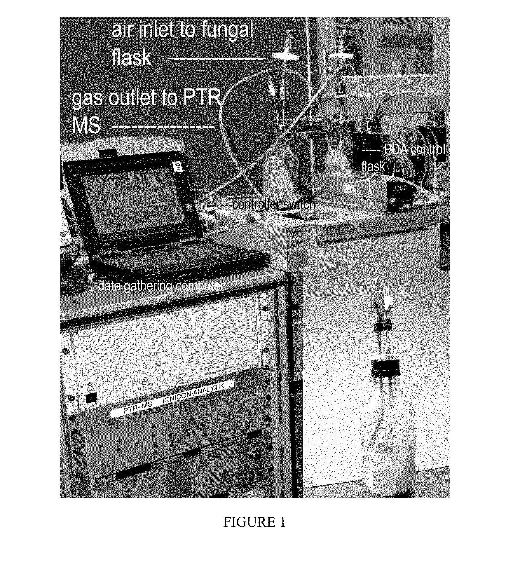 Method of Producing Volatile Organic Compounds from Microorganisms