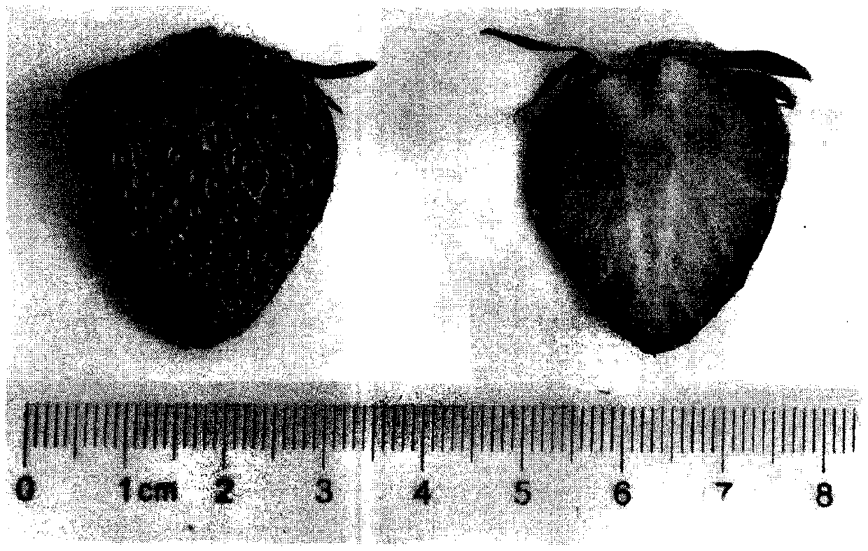 White large-fruited strawberry germplasm innovation method