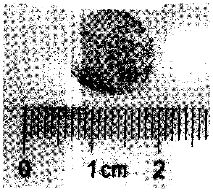 White large-fruited strawberry germplasm innovation method