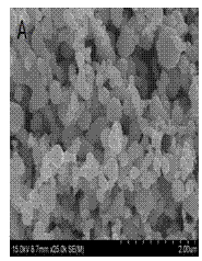 Method for evaluating biosecurity of 35 nm nano silver on the basis of intestinal epithelial cells