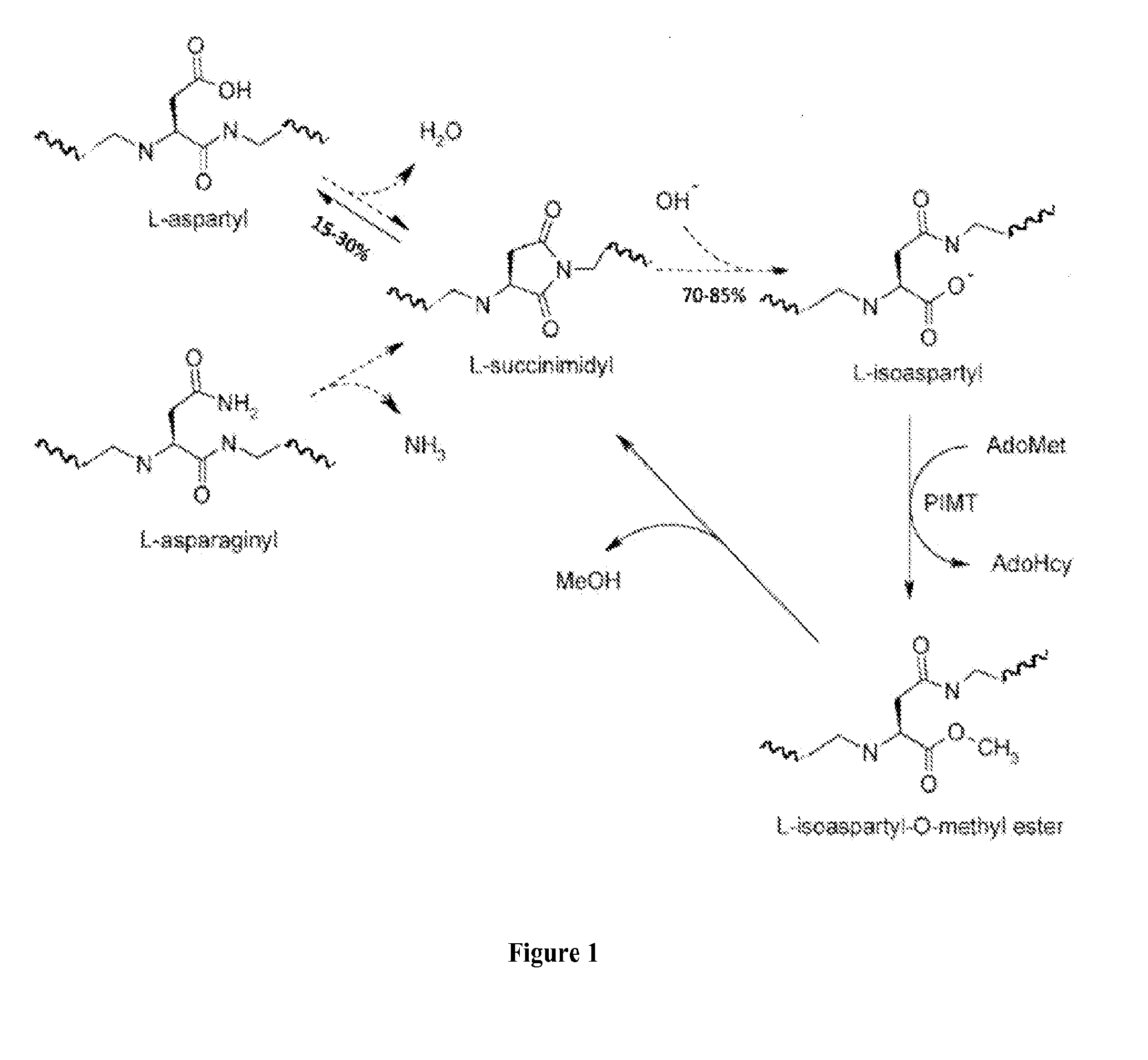 Methods and Compositions for Detecting, Imaging, and Treating Small Cell Lung Cancer Utilizing Post-Translationally Modified Residues and Higher Molecular Weight Antigenic Complexes in Proteins