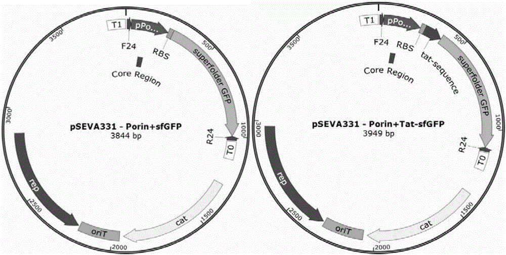 Method of improving fermentation cell density using hemoglobin