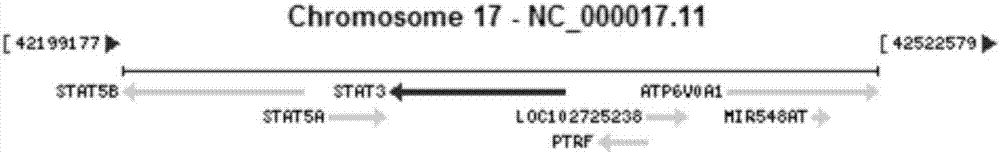 Kit and method for detecting STAT3 gene mutation of high IgE (Immunoglobulin E) syndrome