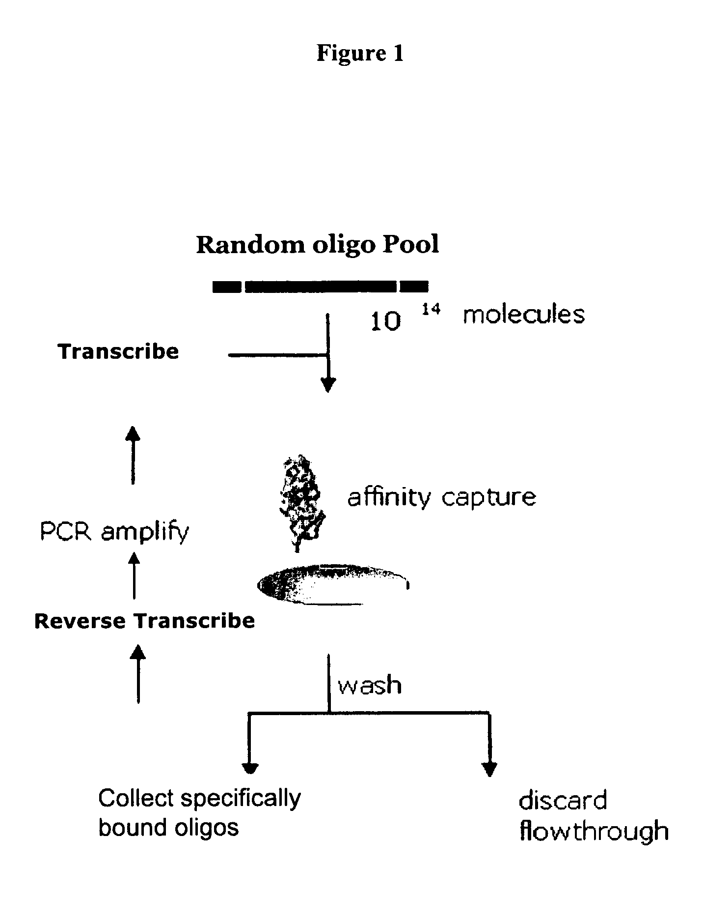 Materials and methods for the generation of fully 2'-modified nucleic acid transcripts