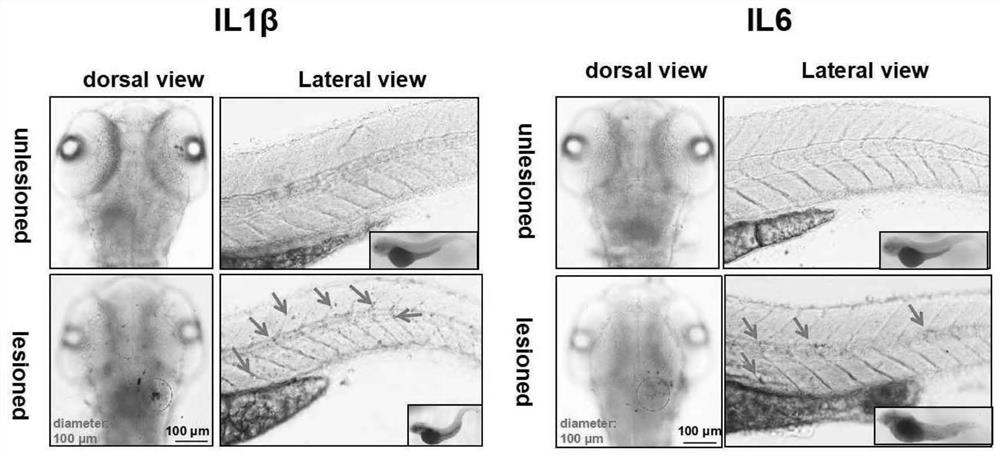 A zebrafish brain trauma model and its preparation method and application