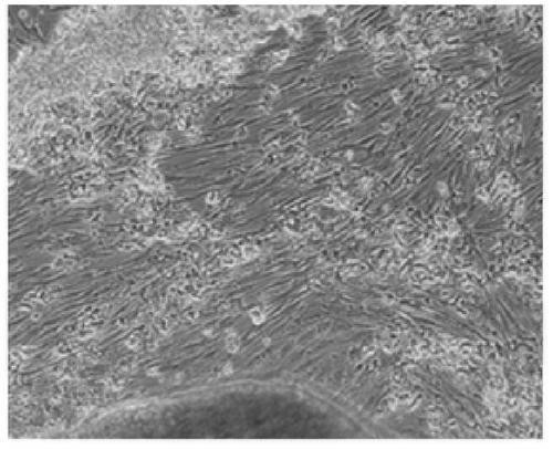 Chinese soft-shelled turtle heart cell continuous cell line and its construction method and ultra-low temperature cryopreservation method