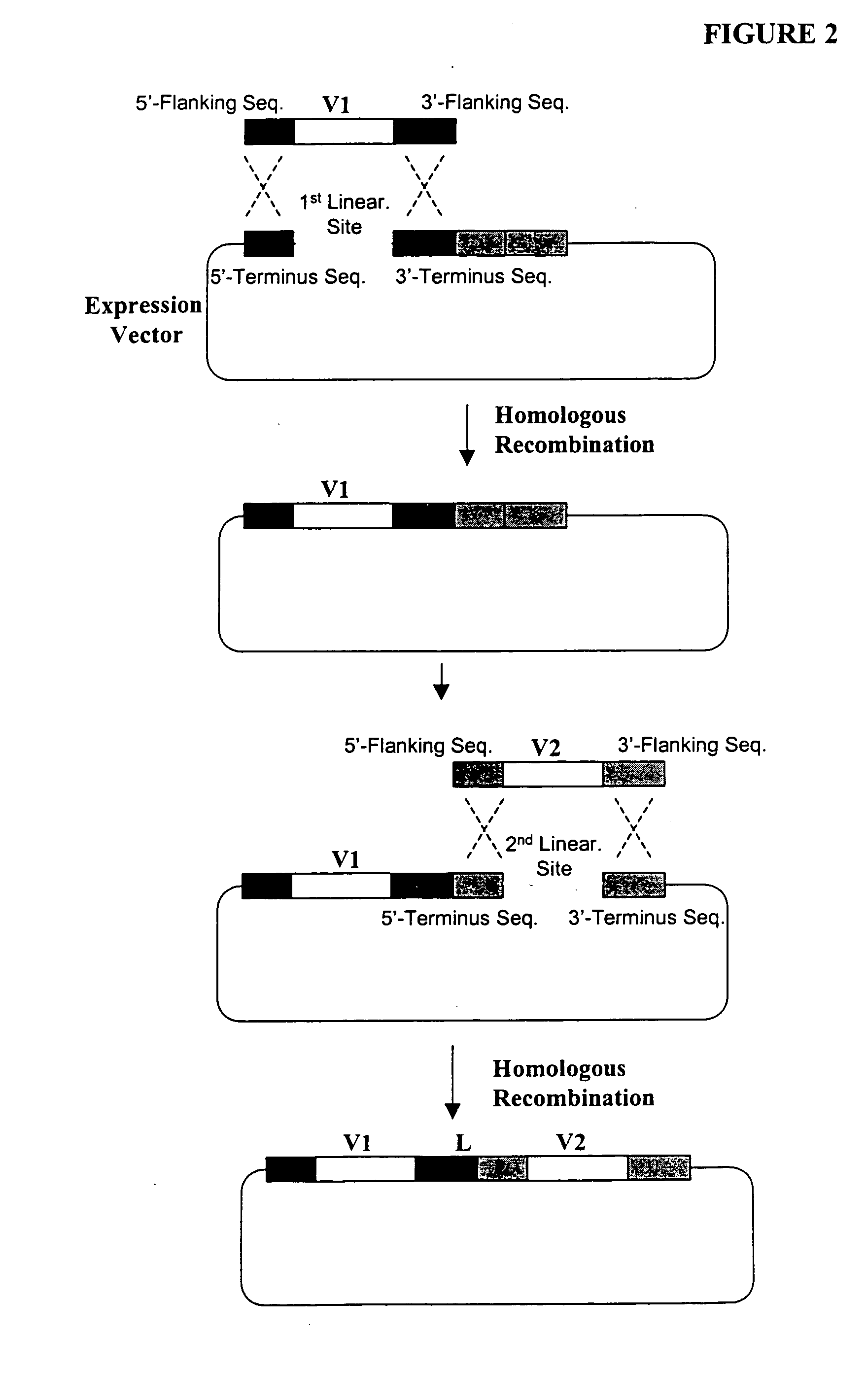 High throughput generation and screening of fully human antibody repertoire in yeast