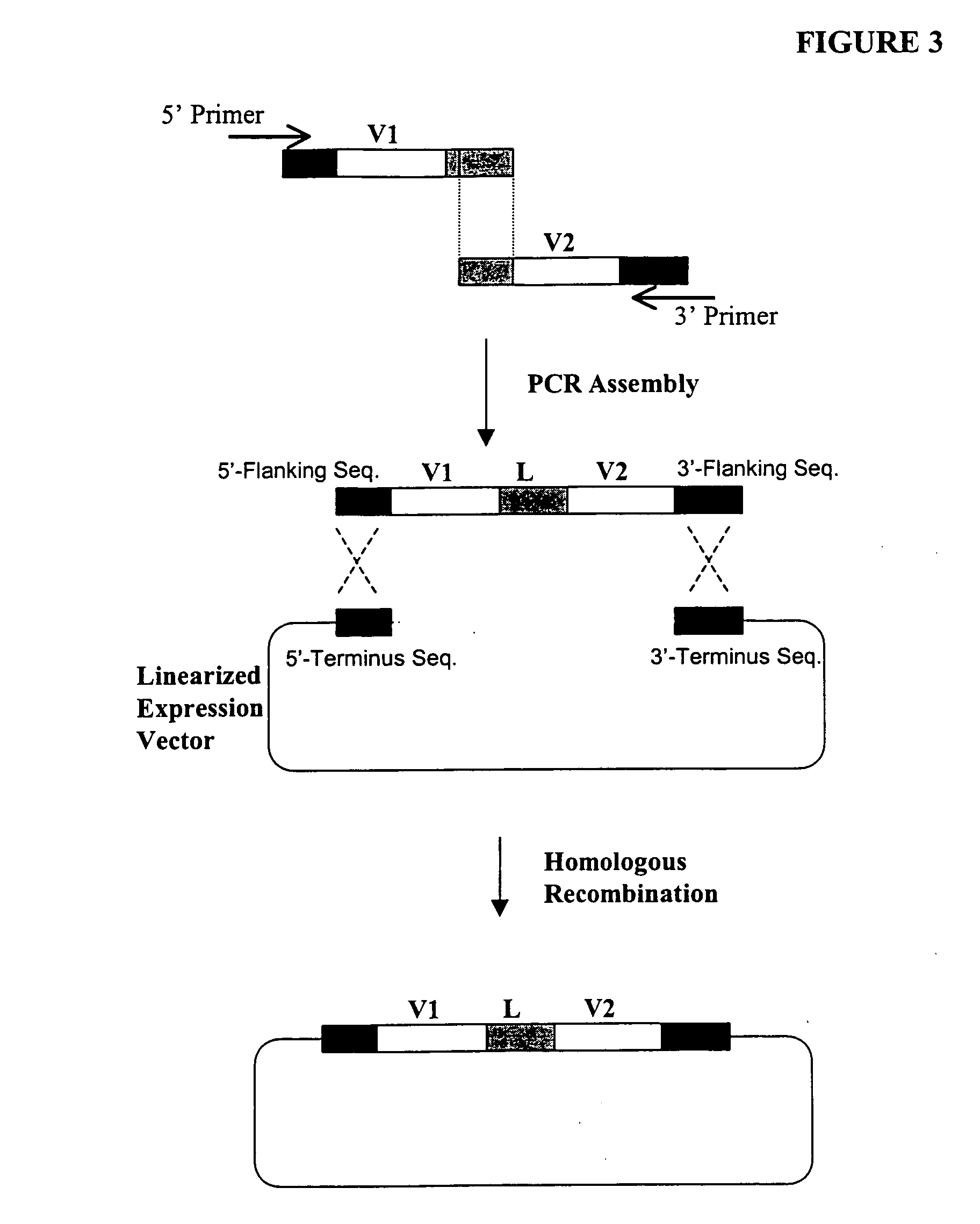 High throughput generation and screening of fully human antibody repertoire in yeast