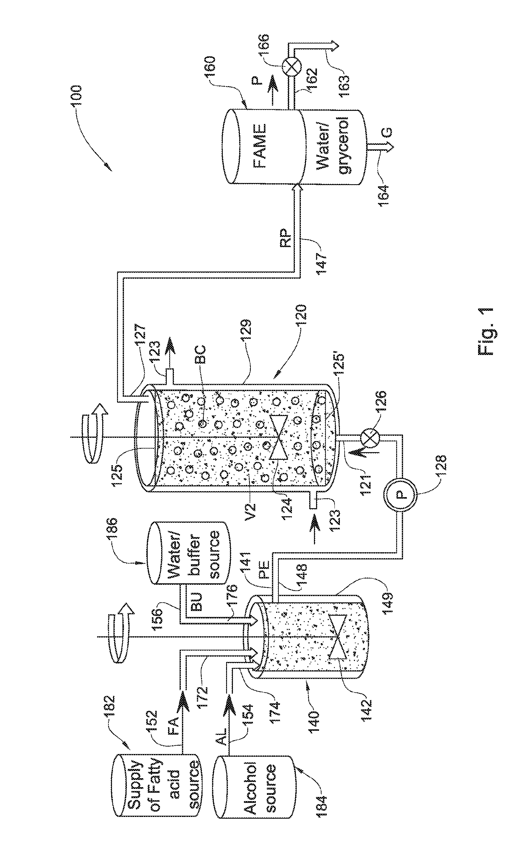 Enzymatic transesterification/esterification processing systems and processes employing lipases immobilzed on hydrophobic resins