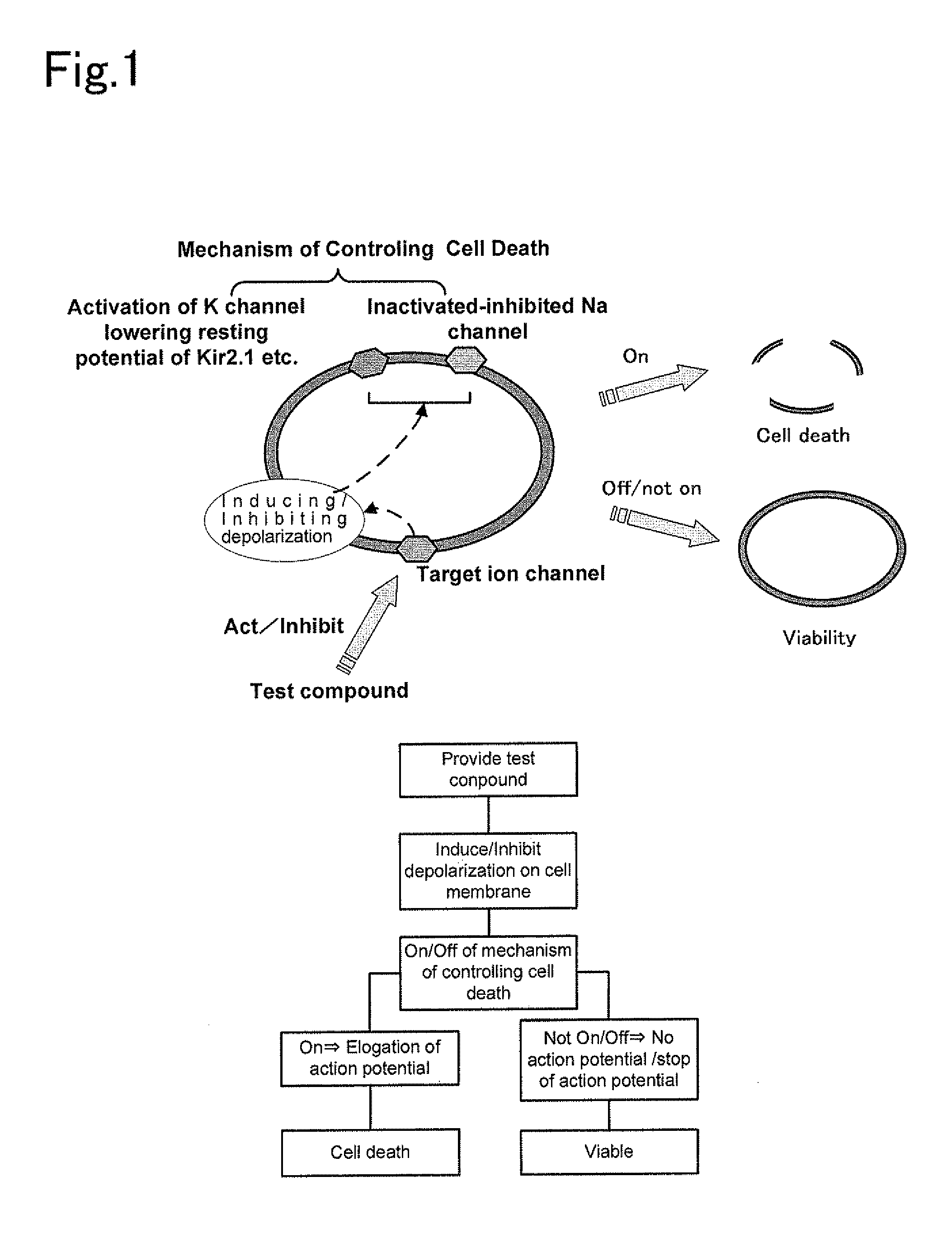 Material for screening for compound acting on ion channel and use thereof