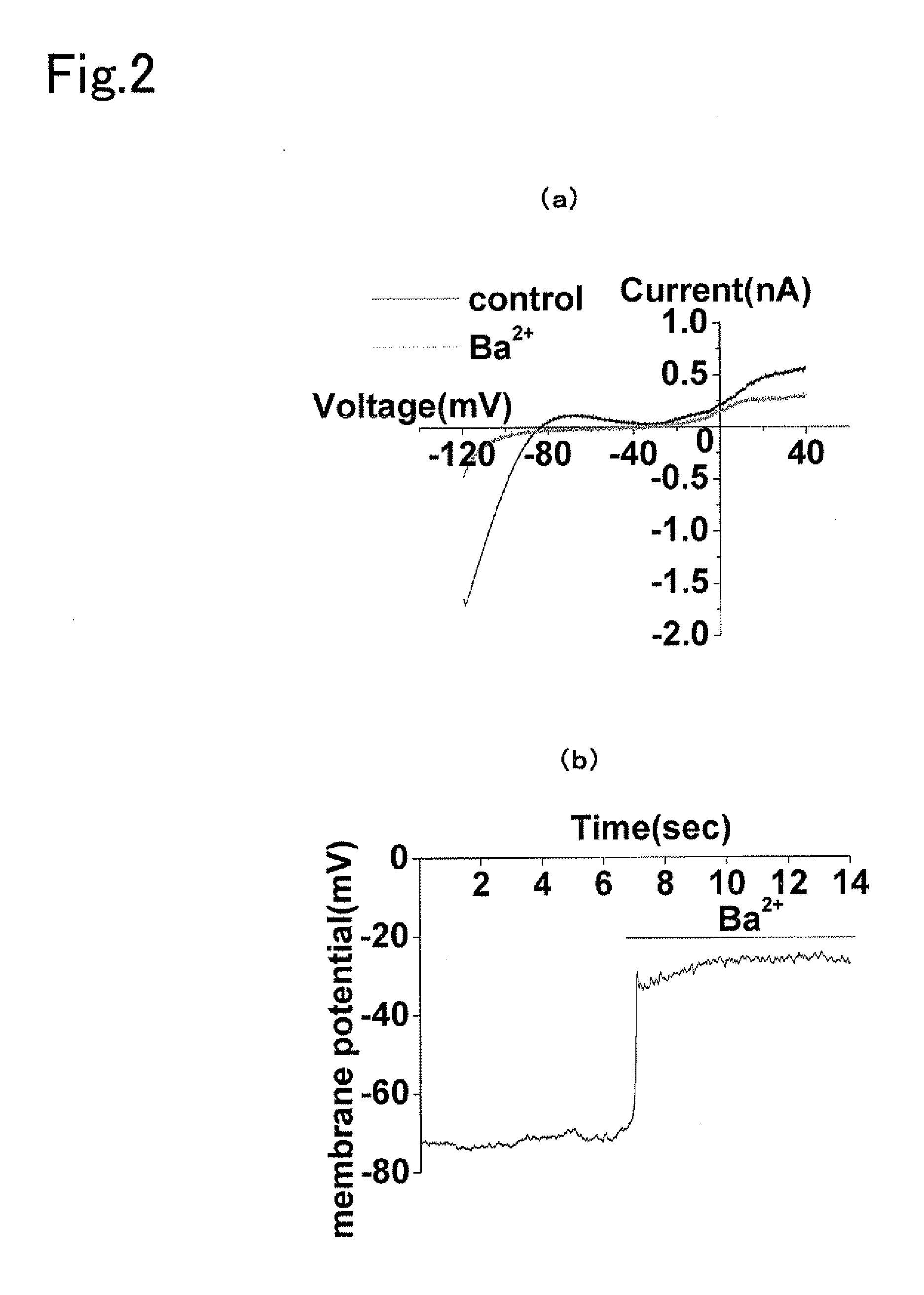 Material for screening for compound acting on ion channel and use thereof