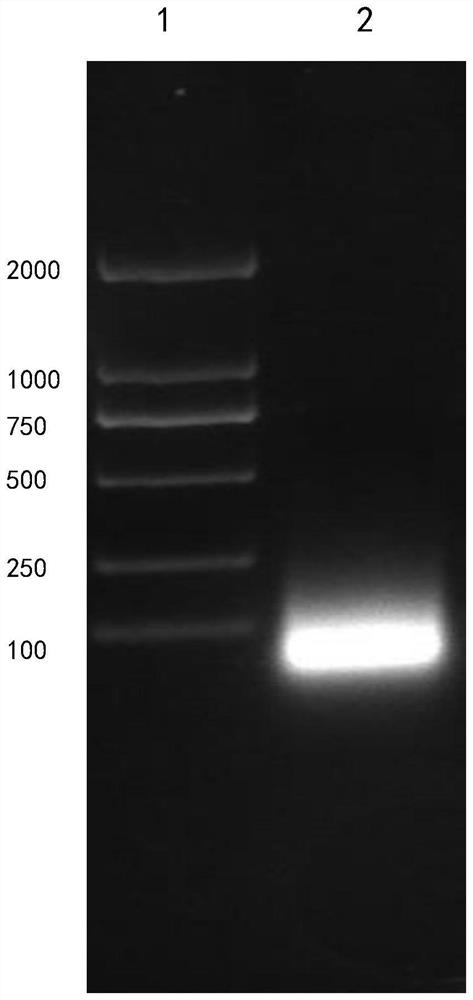 Bacillus velezensis SF305 with antagonistic effect on hevea brasiliensis and application of bacillus velezensis SF305