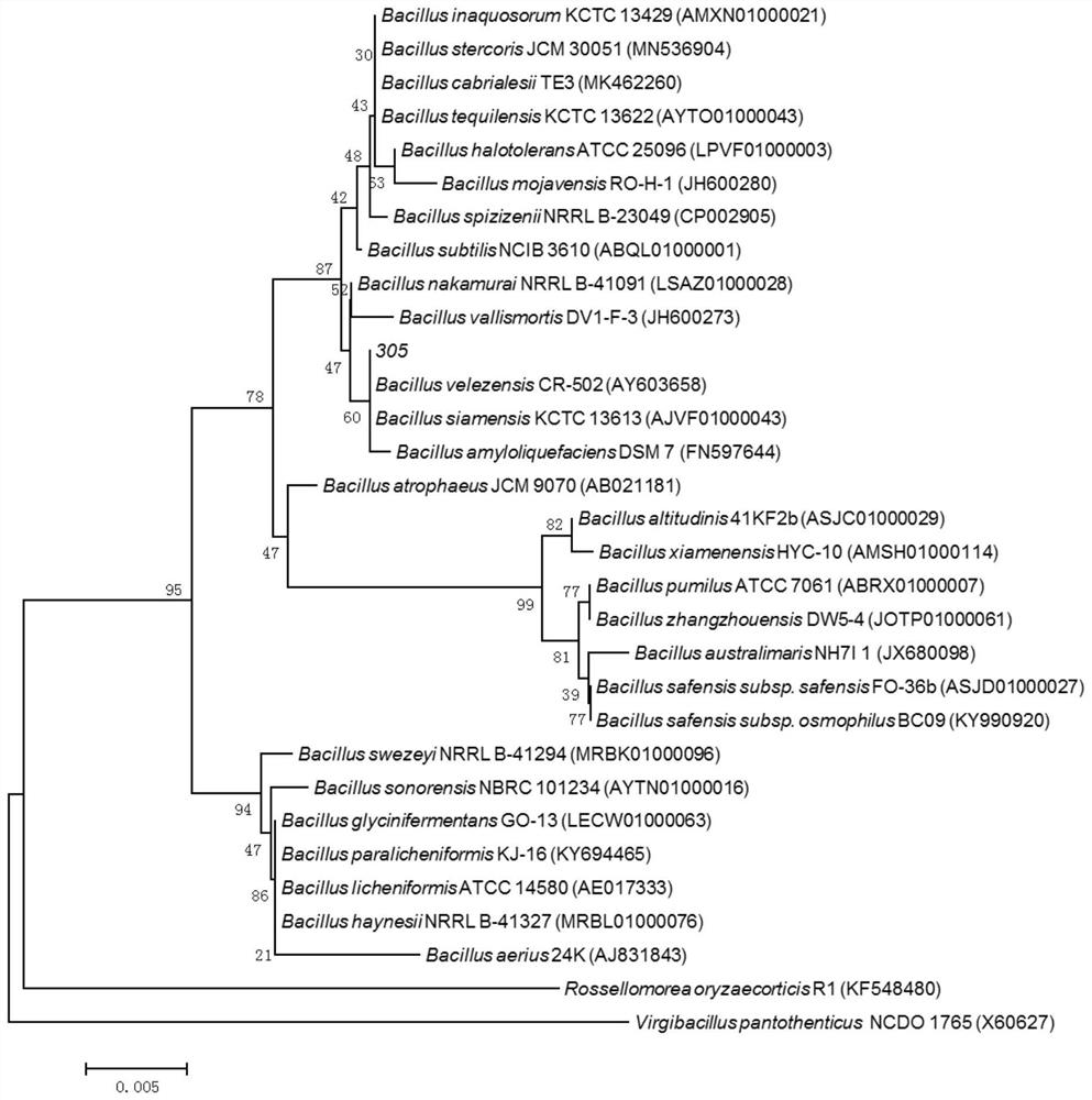 Bacillus velezensis SF305 with antagonistic effect on hevea brasiliensis and application of bacillus velezensis SF305