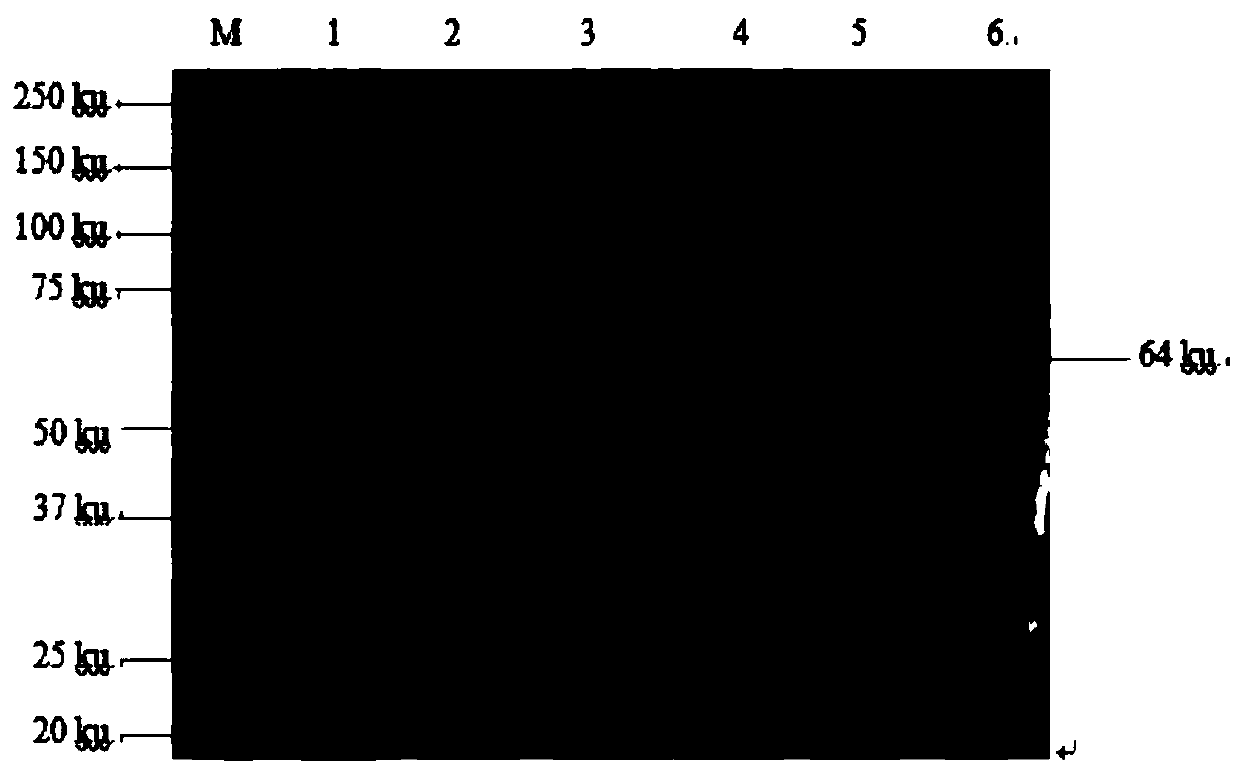 Raccoon dog parvovirus VP2 gene, expression vector, recombinant bacterium, method for preparing VP2 protein and assembly method