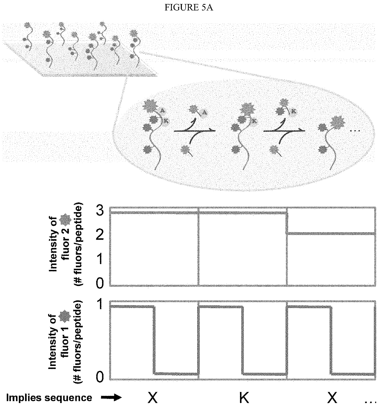 Single molecule peptide sequencing