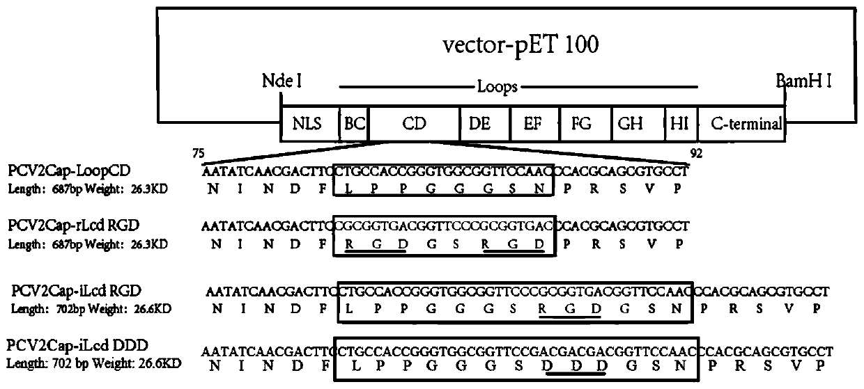 Arg-gly-asp (RGD)-fused porcine circovirus 2 (PCV2) virus-like particles (VLPs), mutant infectious clone and preparation method of RGD-fused PCV2 VLPs, and application of RGD-fused PCV2 VLPs and infectious clone