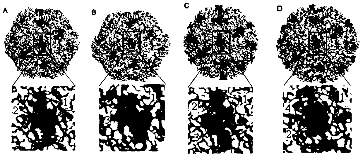 Arg-gly-asp (RGD)-fused porcine circovirus 2 (PCV2) virus-like particles (VLPs), mutant infectious clone and preparation method of RGD-fused PCV2 VLPs, and application of RGD-fused PCV2 VLPs and infectious clone