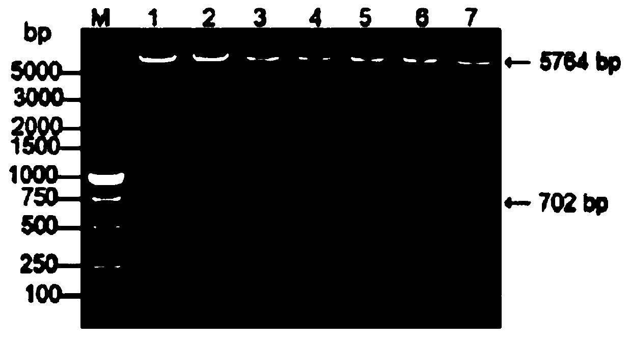 Arg-gly-asp (RGD)-fused porcine circovirus 2 (PCV2) virus-like particles (VLPs), mutant infectious clone and preparation method of RGD-fused PCV2 VLPs, and application of RGD-fused PCV2 VLPs and infectious clone