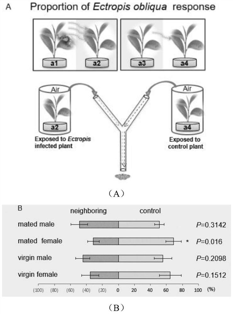 Method for improving repelling of tea trees to tea geometrid adults