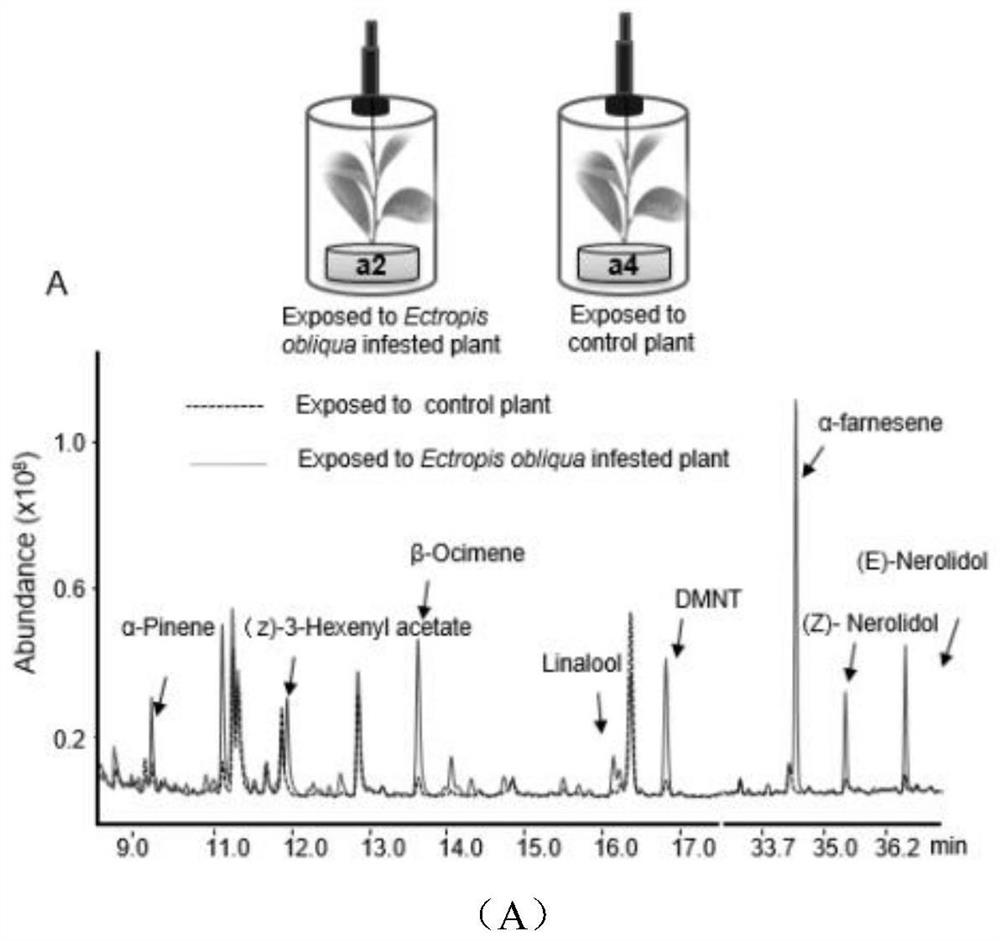 Method for improving repelling of tea trees to tea geometrid adults