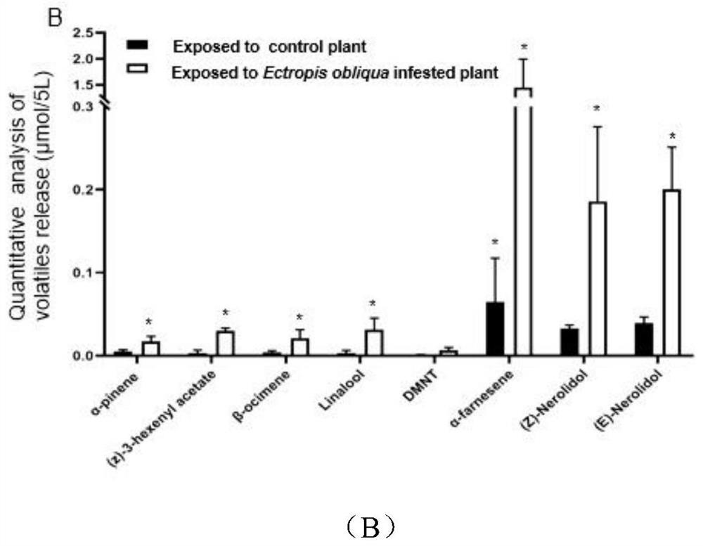 Method for improving repelling of tea trees to tea geometrid adults