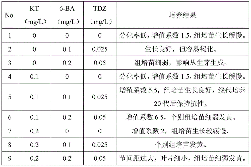 Subculture method for leaf-rust-resistant black poplar tissue culture seedlings