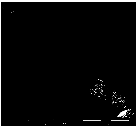 Method for preparing P type molecular sieve by using coal ash as raw material