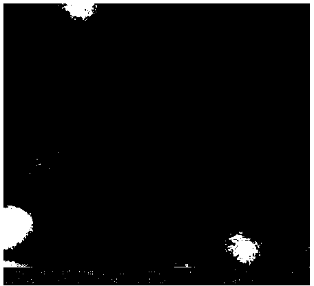 Method for preparing P type molecular sieve by using coal ash as raw material