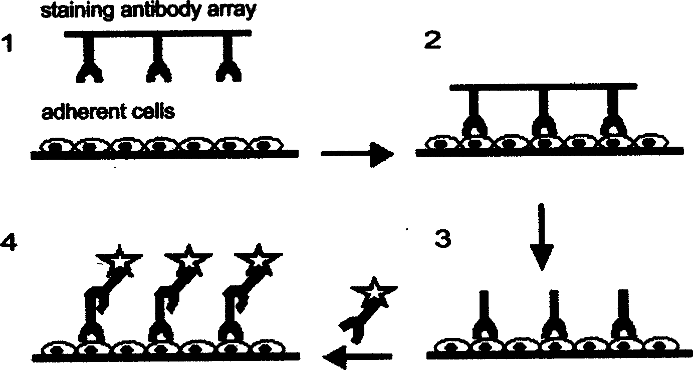 Lattice for testing multiple biological molecule and use method thereof