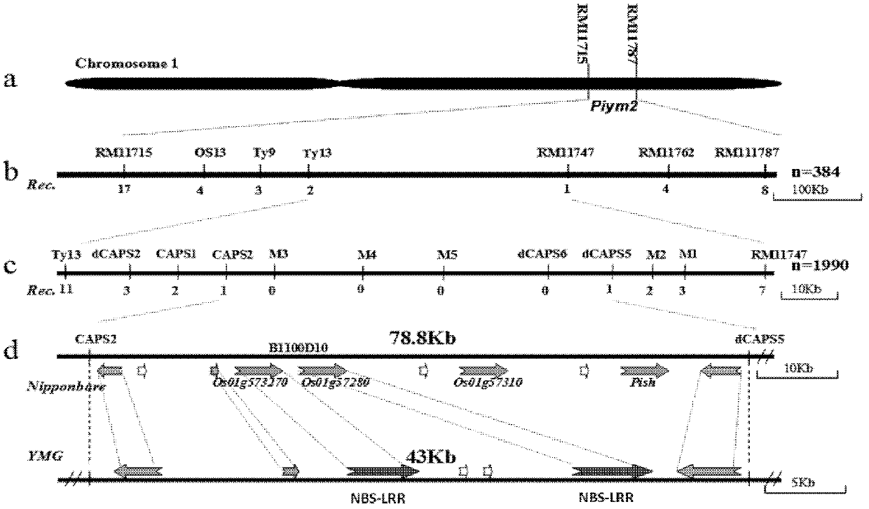 Rice blast resistance gene Piym2 and application thereof