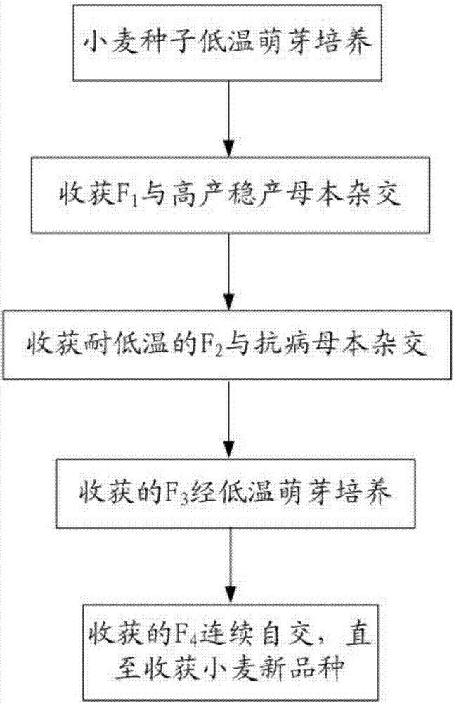 Hybrid wheat breeding method