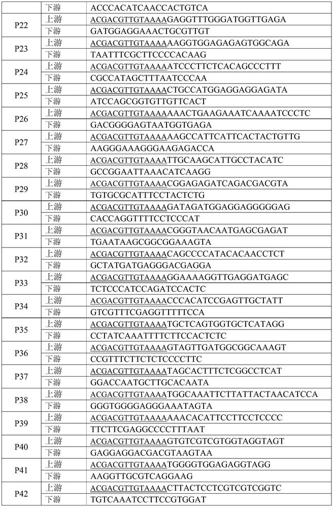 Molecular marker SSR primer for identifying genetic relationship and variety of rehmannia glutinosa variety, kit and application