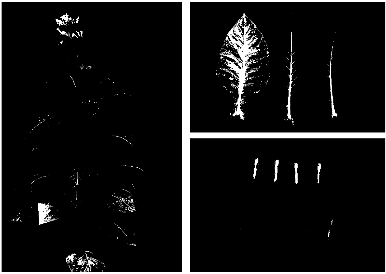 Breeding method for flue-cured tobaccos of new specie