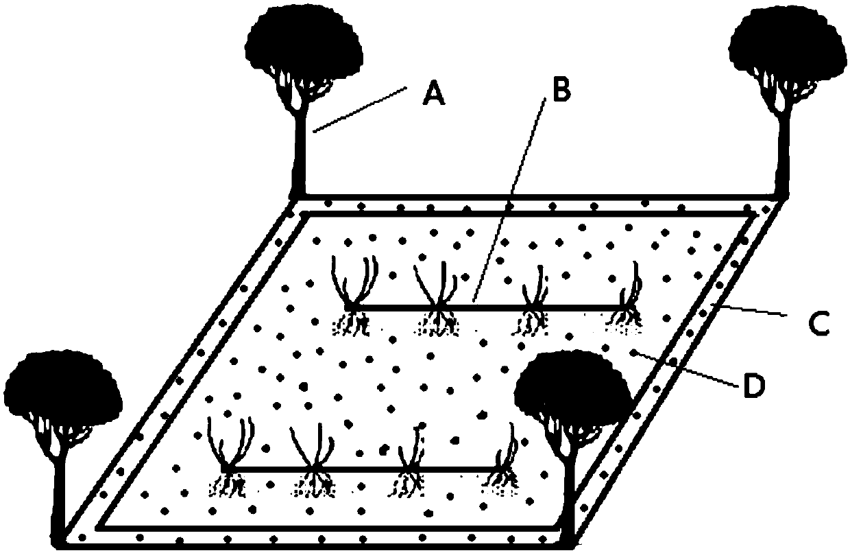 Method for clone plant sand stabilization