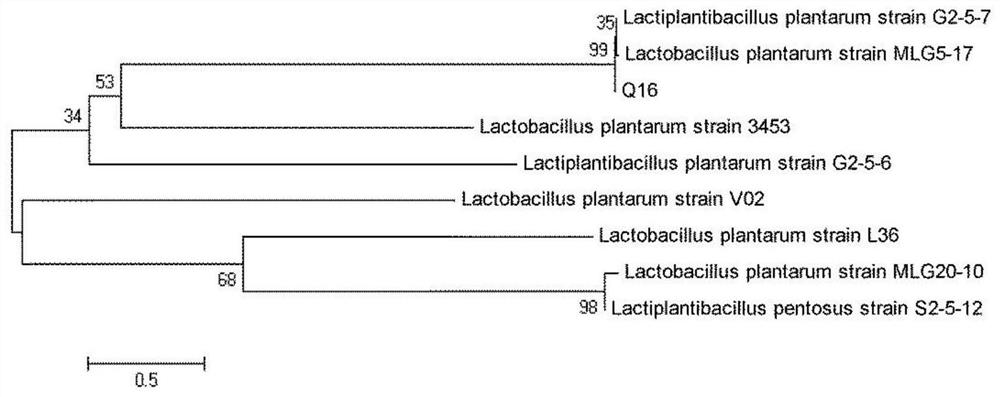 Lactobacillus plantarum Q16 with function of relieving non-alcoholic fatty liver caused by high fat diet