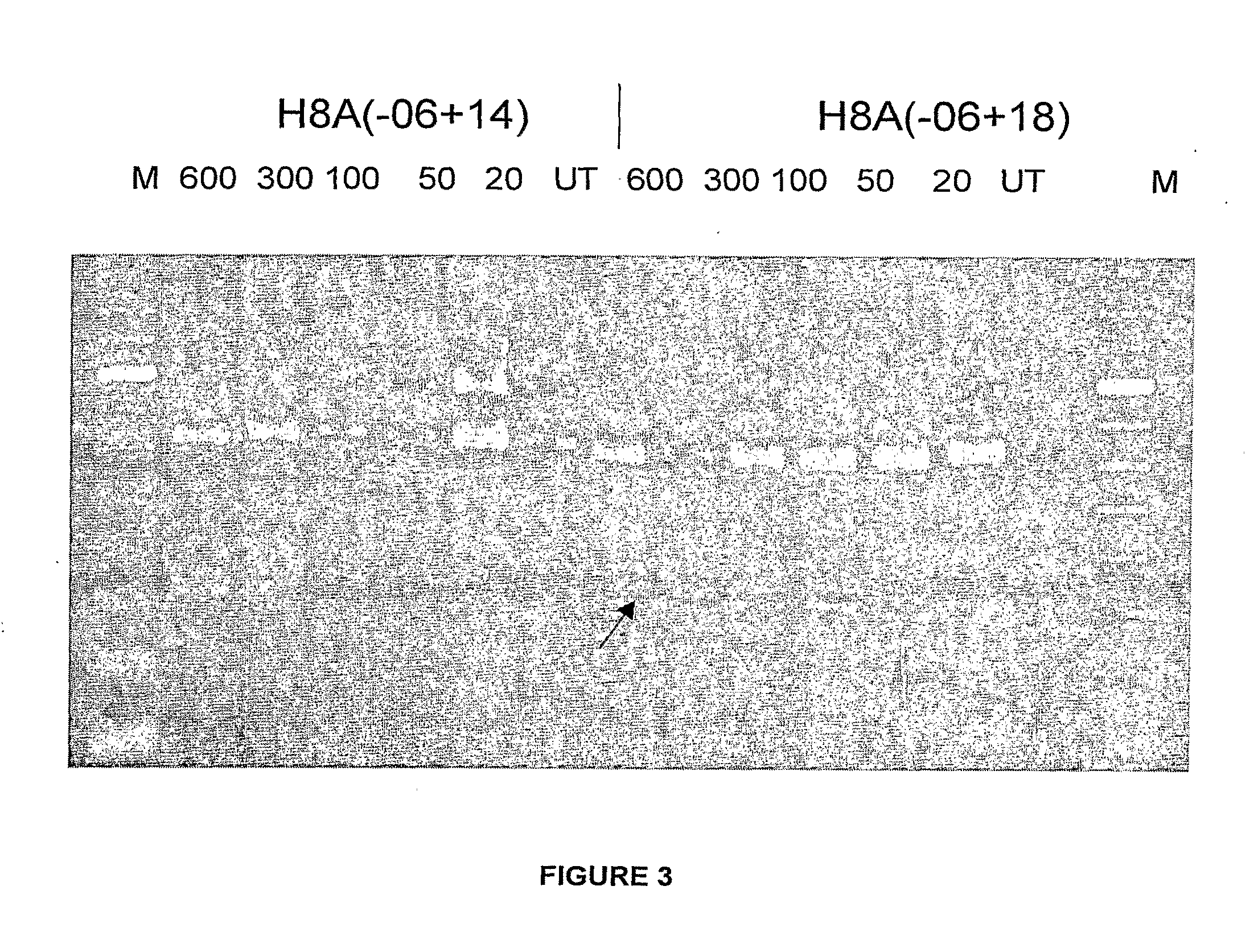 Antisense oligonucleotides for inducing exon skipping and methods of use thereof